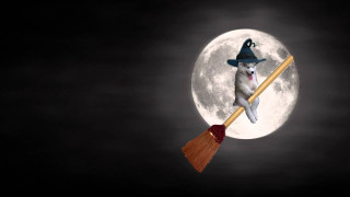 Dog witch hat broom full - full moon free wallpaper