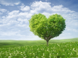 Heart shaped tree field flowers 7 - andries stock free wallpaper for desktop