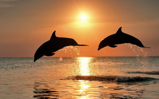 Dolphins jumping water sunset sunrise - two dolphin free wallpaper