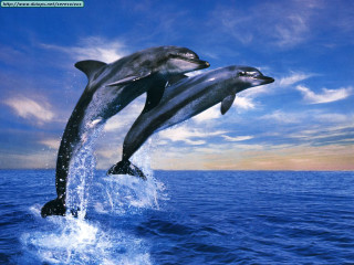 Two dolphins jumping sunset rayonism - two dolphin free wallpaper