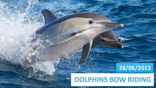 Dolphin jumping water mouth open 4 - a dolphin free wallpaper