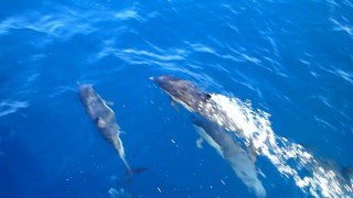 Three dolphins swimming ocean together - ocean free wallpaper