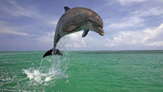Dolphin jumping water mouth open 6 - mouth wide free wallpaper