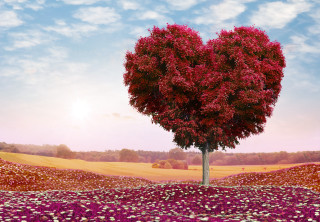 Heart tree flower field ecological - red flower free wallpaper for desktop