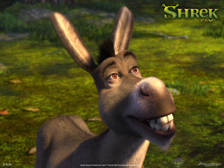 Donkey funny look mouth expression - its face and mouth free wallpaper