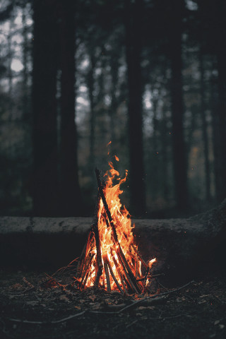 Campfire woods sticks flames trees - free forest wallpaper for mobile