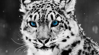 Snow leopard blue eyes snowflakes - mannerism free wallpaper
