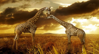 Giraffes field cloudy sky touching - two giraffe free wallpaper