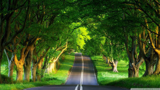 Road surrounded by trees and 2 - tree and grass free wallpaper