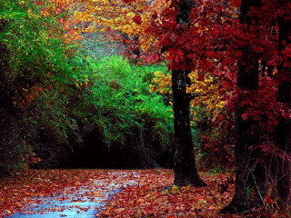 Path woods leaves red green - fauvism free wallpaper