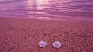 Two shells beach sand sunset - araceli gilbert free wallpaper