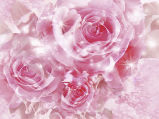 Pink background roses white background - pink rose free wallpaper
