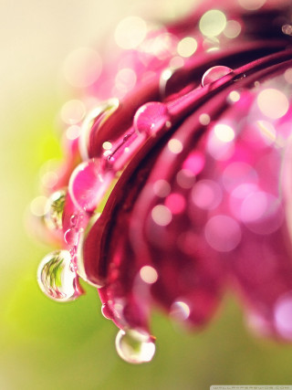 Pink flower water droplets macro 15 - claire dalby free wallpaper for mobile