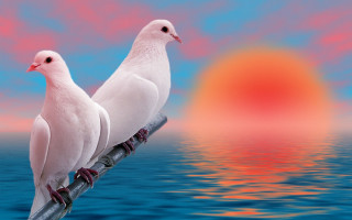 White birds sunset ocean airbrush - two white bird free wallpaper