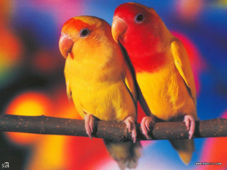 Colorful birds sitting branch blurry - clara miller burd free wallpaper