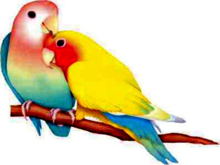Colorful birds kissing branch foreheads - two colorful bird free wallpaper