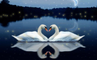 Swans heart shape water night 2 - two swan free wallpaper