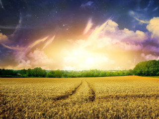 Wheat field cloudy sky trail - a bright sun in the distance free wallpaper