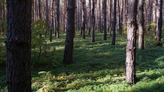 Tall trees green grass forest - free forest wallpaper