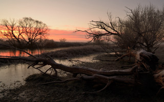 Fallen tree river sunset pink - fallen free wallpaper