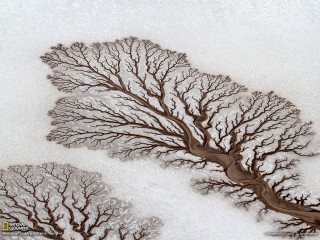 Tree snow no leaves winter - fractal free wallpaper