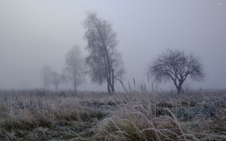 Foggy field trees grass bushes - a few bush free wallpaper
