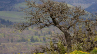 Leafless tree field mountains yellow - deep free wallpaper for desktop