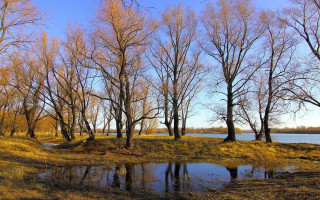 Pond trees grass blue sky - free winter wallpaper