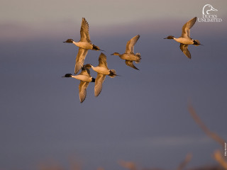 Flock birds flying cloudy sky 2 - a flock of birds free wallpaper