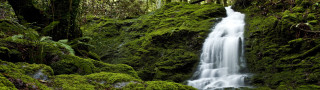 Waterfall forest mossy rocks stream - a waterfall in a forest free wallpaper for desktop