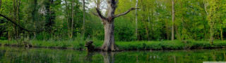 Tree water trunk reflection standing - benoit b. mandelbrot free wallpaper for desktop