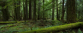 Forest trees moss fallen log - free forest wallpaper