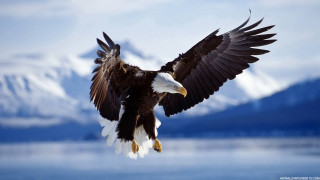 Bald eagle flying lake mountains - over a lake free wallpaper