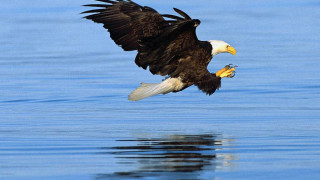 Bald eagle flying water fish - bald free wallpaper