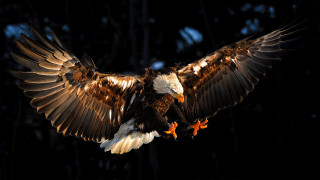 Large bird wings spread talons - open free wallpaper