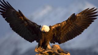 Bald eagle wings rock mountain - majestic free wallpaper