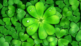 Green clovers water droplets nature - water droplet free wallpaper