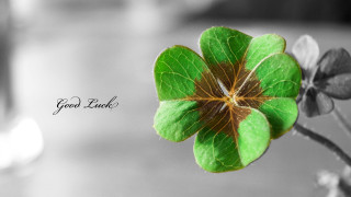 Fourleafclover luckmessage blackwhite macro photography - good free wallpaper
