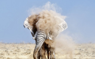 Elephant kicking dust desert sand - an elephant free wallpaper