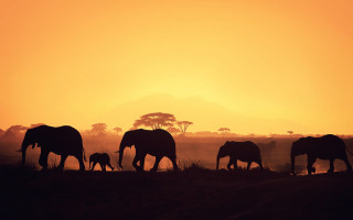 Elephants walking sunset field mountain - a group of elephants free wallpaper