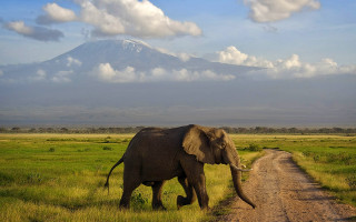Elephant walking dirt road mountain - an elephant free wallpaper