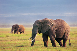 Elephants walking grassy field sky - amédée ozenfant free wallpaper