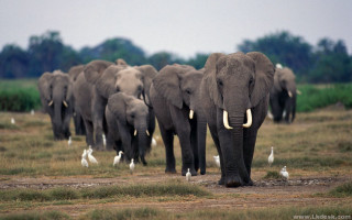 Elephants herd grass field birds 2 - amédée ozenfant free wallpaper