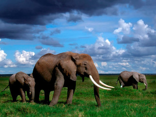 Elephants green field cloudy sky - a lush green field under a cloudy sky free wallpaper