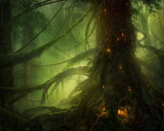 Forest lights moss trees illuminated - moss free wallpaper