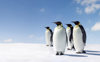 Penguins standing in snow together - a group of penguins free wallpaper