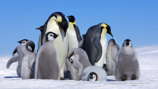 Penguins standing in snow together 2 - a group of penguins free wallpaper