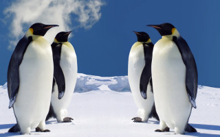 Three penguins snow cloud blue - three penguin free wallpaper