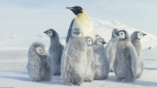 Penguins snow group standing behind - behind them free wallpaper