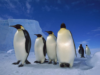 Penguins standing in the snow - a group of penguins free wallpaper